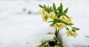 Od godz. 16:03 można wypatrywać wiosny. Dziś najkrótszy dzień w roku