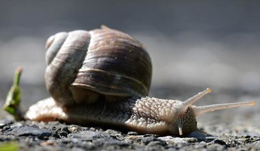 Od hodowli ślimaków płaci się podatek rolny