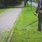 Od kiedy można kosić trawę? Eksperci podają konkretną datę