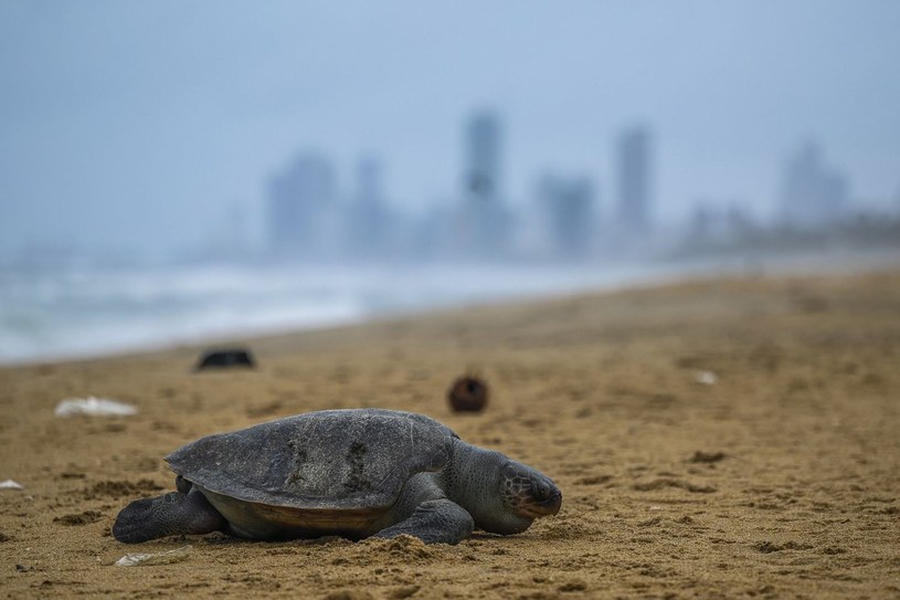 Od kilku tygodni władze usuwają ciała martwych zwierząt z plaży. /ISHARA S.KODIKARA /AFP