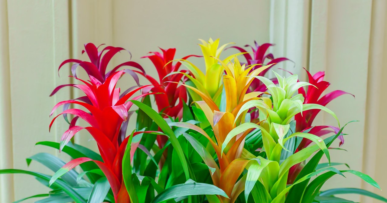 Od kwiatów bromelii trudno oderwać wzrok. Roślina zachwyca intensywnymi, żywymi barwami /123RF/Picsel, 123RF/Picsel /INTERIA.PL