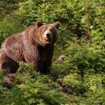 Od lat nie był tu widziany. Aż do teraz. Ostrzegają turystów