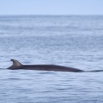 ssak morski Od lat nie widziano ich żywych. Naukowcy napotkali rzadkie morskie ssaki