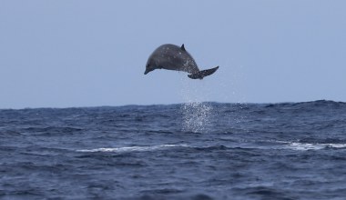 Od lat nie widziano ich żywych. Naukowcy napotkali rzadkie morskie ssaki