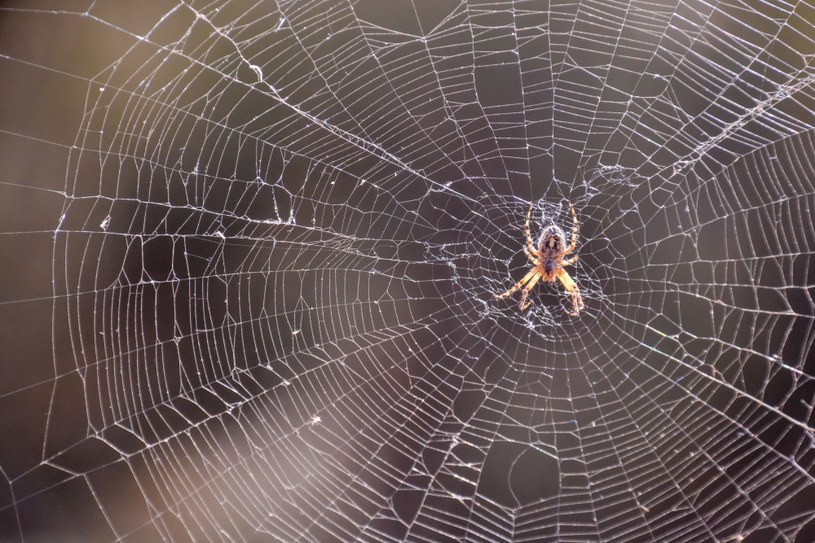 Od lat wierzono w lecznicze właściwości pajęczych sieci. Co wykazały najnowsze badania? /123RF/PICSEL