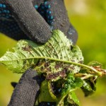 naturalne sposoby Od lat wieszam te wstążki na roślinach. Mszyce nie pokazują się w ogrodzie