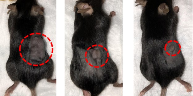Od lewej, mysz nie poddana terapii, poddana terapii klasyczną metodą TIL, leczona wg. procedury MATIC /Shana Kelley Lab / Northwestern University /Materiały prasowe