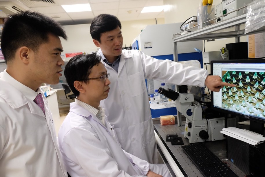Od lewej, prof. Xu Chenjie, dr Than Aung i prof. Chen Peng przed obrazem mikroskopowym mikroigieł /NTU Singapore /Materiały prasowe