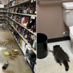 szop Od monopolowego po studio karate. Ten szop to notoryczny włamywacz