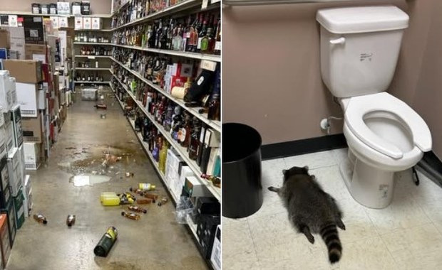 Od monopolowego po studio karate. Ten szop to notoryczny włamywacz