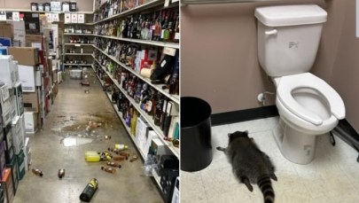 Od monopolowego po studio karate. Ten szop to notoryczny włamywacz