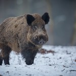 Od piątku obowiązują przepisy specustawy dotyczącej zwalczania ASF