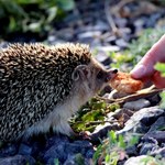 Od ślimaka do robaka. Co jedzą jeże i czym je karmić?