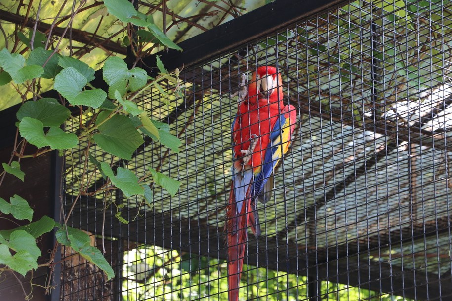 Od środy, 20 maja znów otwarte krakowskie zoo /Józef Polewka /RMF FM