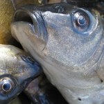 Od środy Rosja wprowadza zakaz importu polskich konserw rybnych