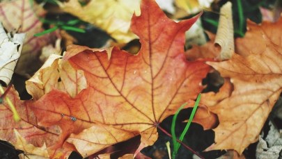 Od środy zmiana pogody. Chłodniej, więcej chmur i deszcz 