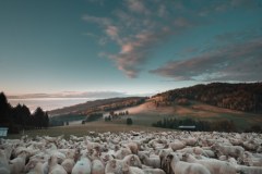 Od świtu do zmierzchu – pasterski świat w sercu Pienin