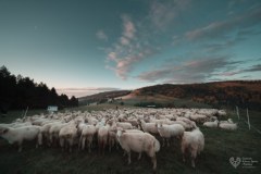 Od świtu do zmierzchu – pasterski świat w sercu Pienin