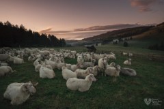 Od świtu do zmierzchu – pasterski świat w sercu Pienin