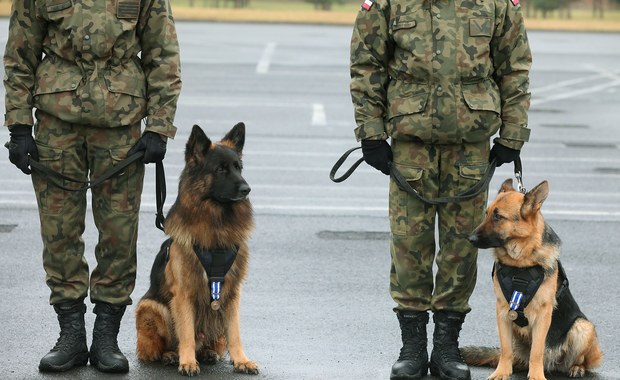 Od szeregowego do sierżanta. Psy otrzymają stopnie wojskowe
