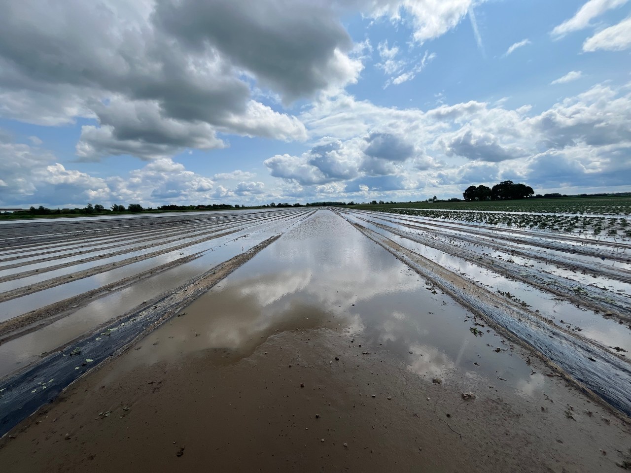 Od truskawkowych pól do jeziora - dramat rolników po nawałnicy