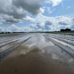 Od truskawkowych pól do jeziora - dramat rolników po nawałnicy