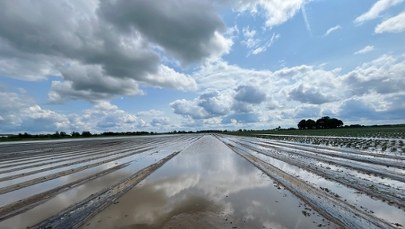 Od truskawkowych pól do jeziora - dramat rolników po nawałnicy