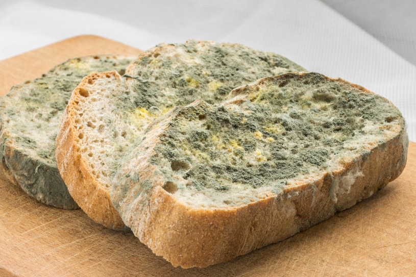 Od wieków spleśniały chleb i pajęczyna stosowano jako okład na rany /123RF/PICSEL