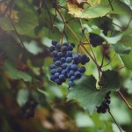 szampan Od winorośli po szampana. Rzemieślnicza produkcja z dużą dawką cierpliwości