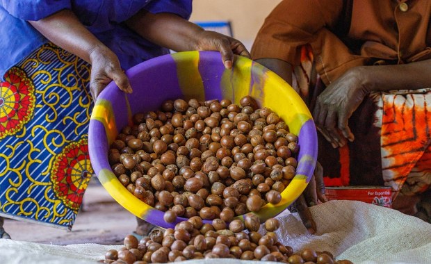 Od zbiorów do milionów: Ten kraj zamierza podbić rynek masła shea 