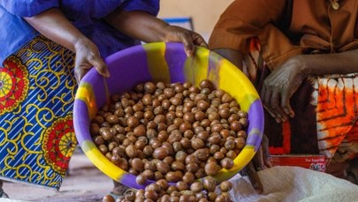 Od zbiorów do milionów: Ten kraj zamierza podbić rynek masła shea 