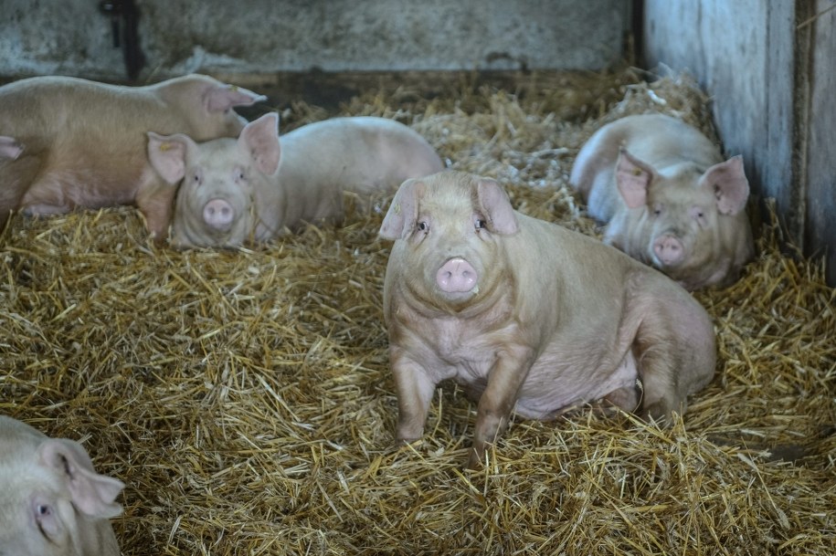 Odbiór świń od hodowcy /Wojciech Pacewicz /PAP