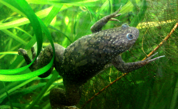 Odbudowa żabich kończyn jest możliwa. Będzie przełom w medycynie regeneracyjnej?