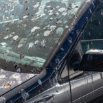 Odchody ptaków na aucie mogą uszkodzić lakier. Jak je bezpiecznie usunąć?