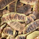 Odchudzające preparaty z senesem: Czy warto je stosować? 