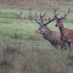 Odcięta głowa zamiast zdjęć pięknego jelenia. Fotograf spotkał myśliwych