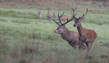 Odcięta głowa zamiast zdjęć pięknego jelenia. Fotograf spotkał myśliwych