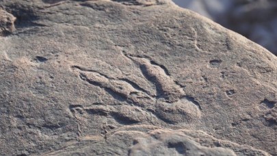 Odcisk stopy dinozaura sprzed 220 mln lat. Znalazła go na plaży 4-latka