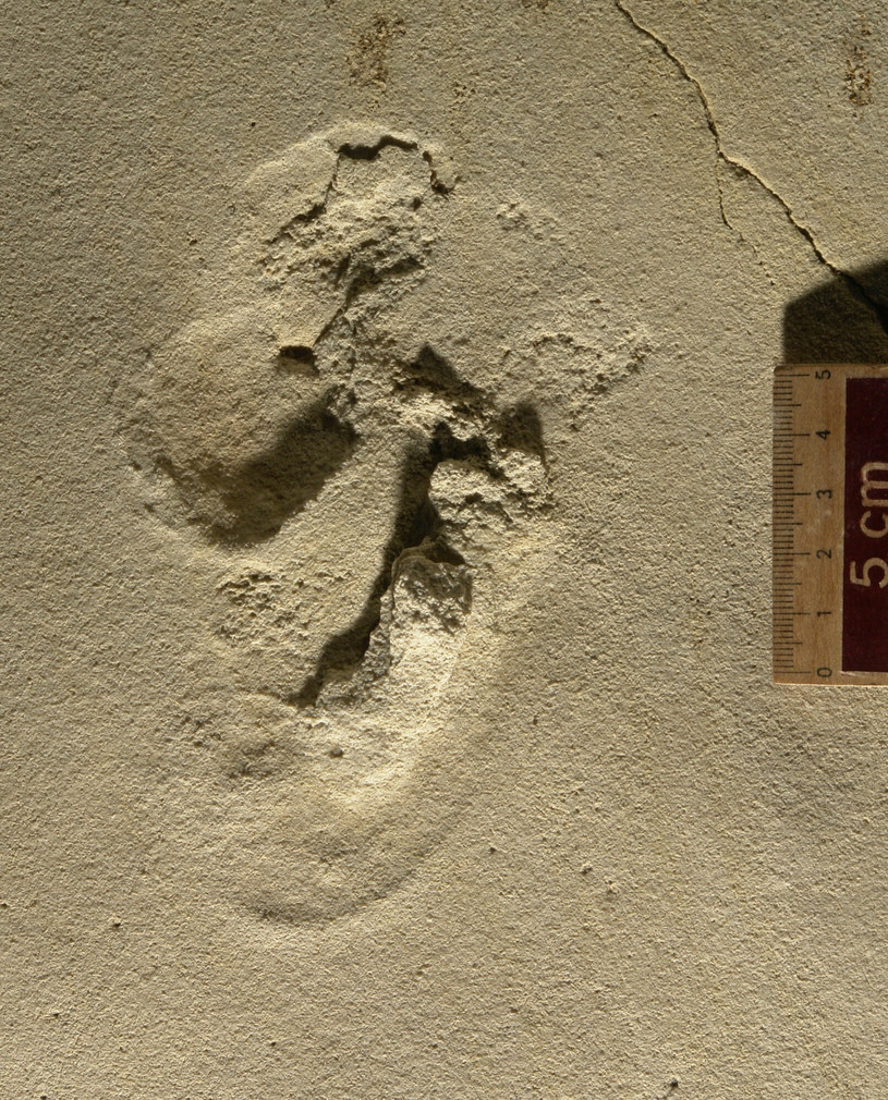 Odciski stóp wydatowano na 6,05 mln lat. Pochodzą one z miocenu /Cover Images /East News