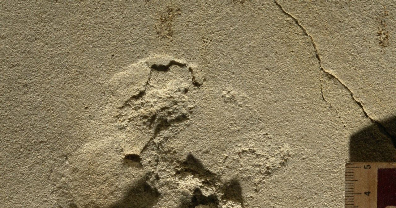 Odciski stóp wydatowano na 6,05 mln lat. Pochodzą one z miocenu /Cover Images /East News