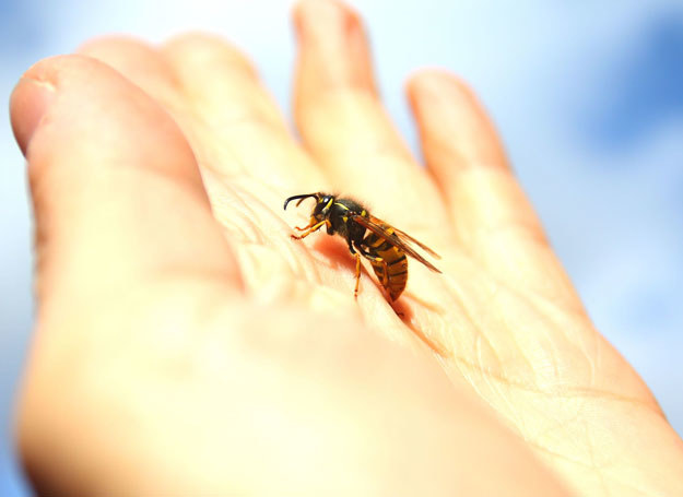 Odczulanie jest uciążliwe, ale czasem niezbędne /123RF/PICSEL