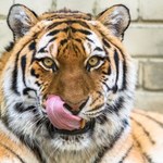 Oddaj niechciane zwierzę do zoo. Pożre je tygrys