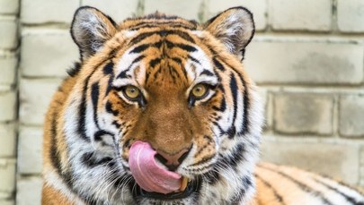 Oddaj niechciane zwierzę do zoo. Pożre je tygrys