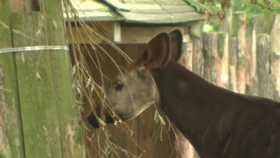 Oddaj telefon, ocal okapi! Możesz pomóc uratować zagrożone gatunki