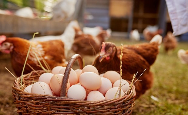 Oddala się wydanie decyzji ws. przedłużenia handlu bezcłowego z Ukrainą