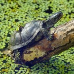 Oddali naturze rzekę w Polsce. Wraca gatunek, którego nie było od 40 lat