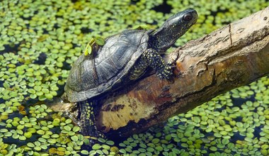 Oddali naturze rzekę w Polsce. Wraca gatunek, którego nie było od 40 lat