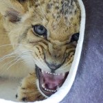 Odebrane właścicielom lwiątka trafiły do zoo do Poznania. Żyły w bardzo złych warunkach