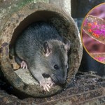 Odegrały ważną rolę w wielkich epidemiach. Wiemy jak to się stało