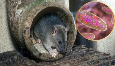 Odegrały ważną rolę w wielkich epidemiach. Wiemy jak to się stało